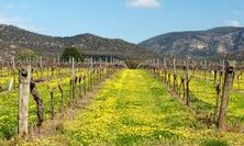 Grampians and Pyrenees Wine Regions  - 